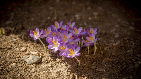 Crocuses in bloom