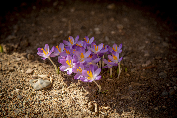 Crocuses in bloom