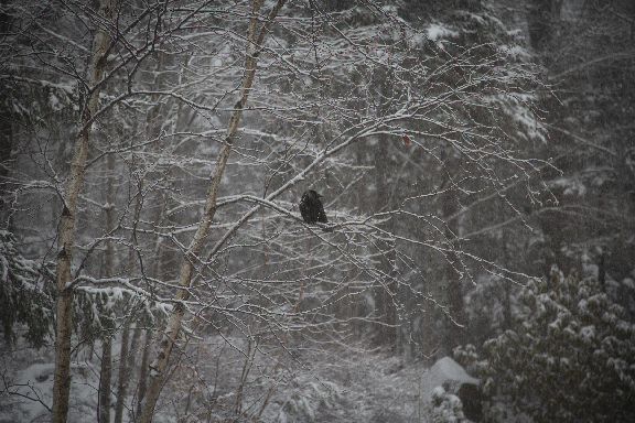 Crow perches on a branch during the snowstorm on March 19, 2021.