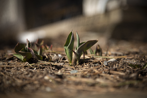 Tulips coming up