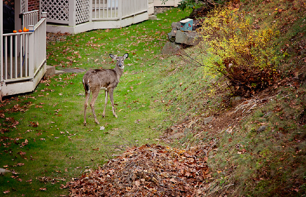 A visitor dropped by